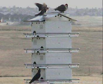 starling_a