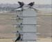 starling_a