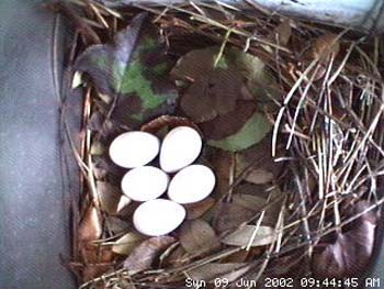 eggs3