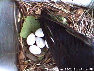 nest606a