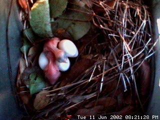 nest611a