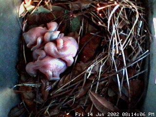 nest614b