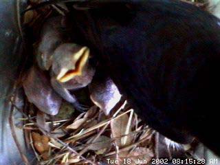nest618