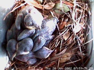 nest619b
