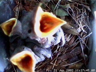 nest621b