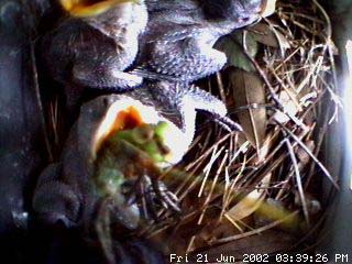 nest621c