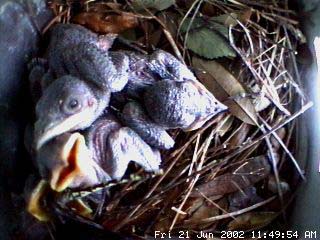 nest621f