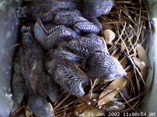 nest623a
