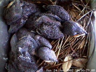 nest624b