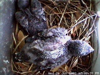 nest626