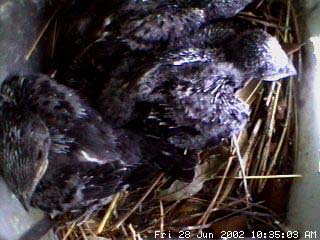 nest628a