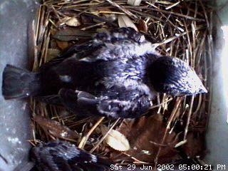 nest629