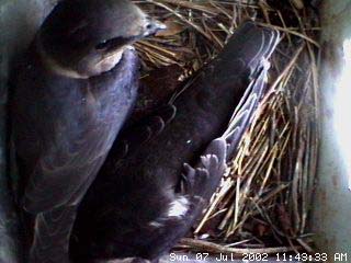nest707a