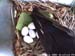 nest606a