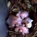 nest615
