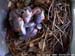 nest618b