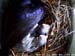 nest619