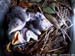 nest621f