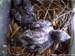 nest626