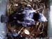 nest629