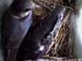nest707a