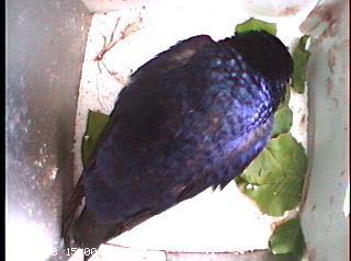 nest0409