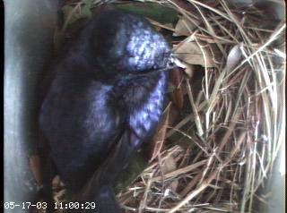 nest0517