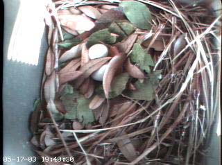 nest0517a