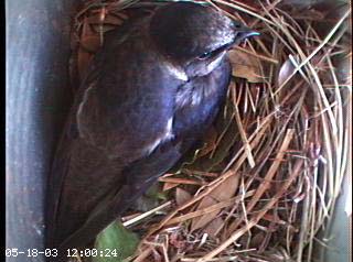 nest0518