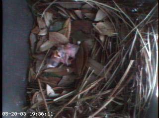 nest0520b