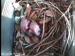nest0523f