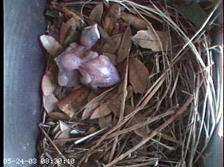 nest0524a