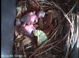nest0524b