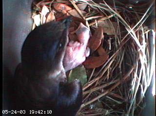 nest0524c