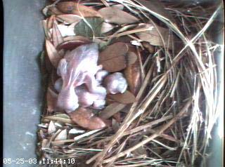 nest0525a