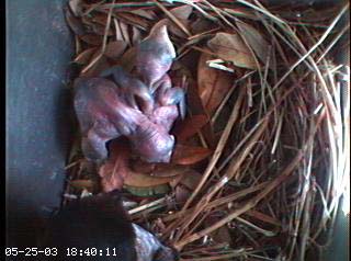 nest0525b