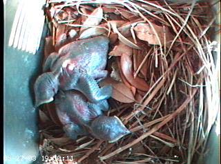 nest0527g
