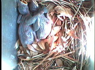nest0528g
