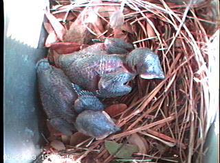nest0529h