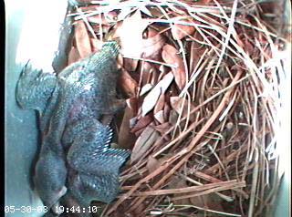 nest0530g