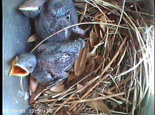 nest0530h