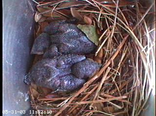 nest0531a