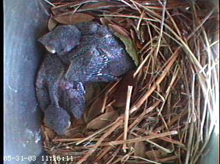 nest0531b