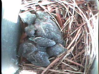 nest0531c