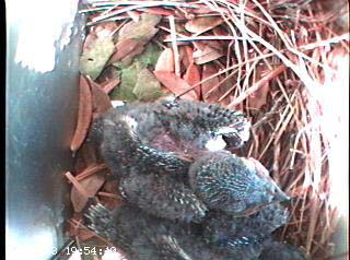 nest0602a