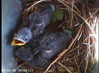 nest0602b
