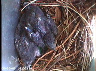 nest0602c