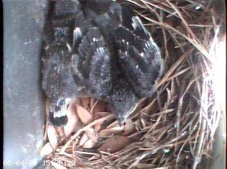nest0604a