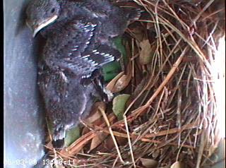 nest0604b