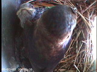nest0604c